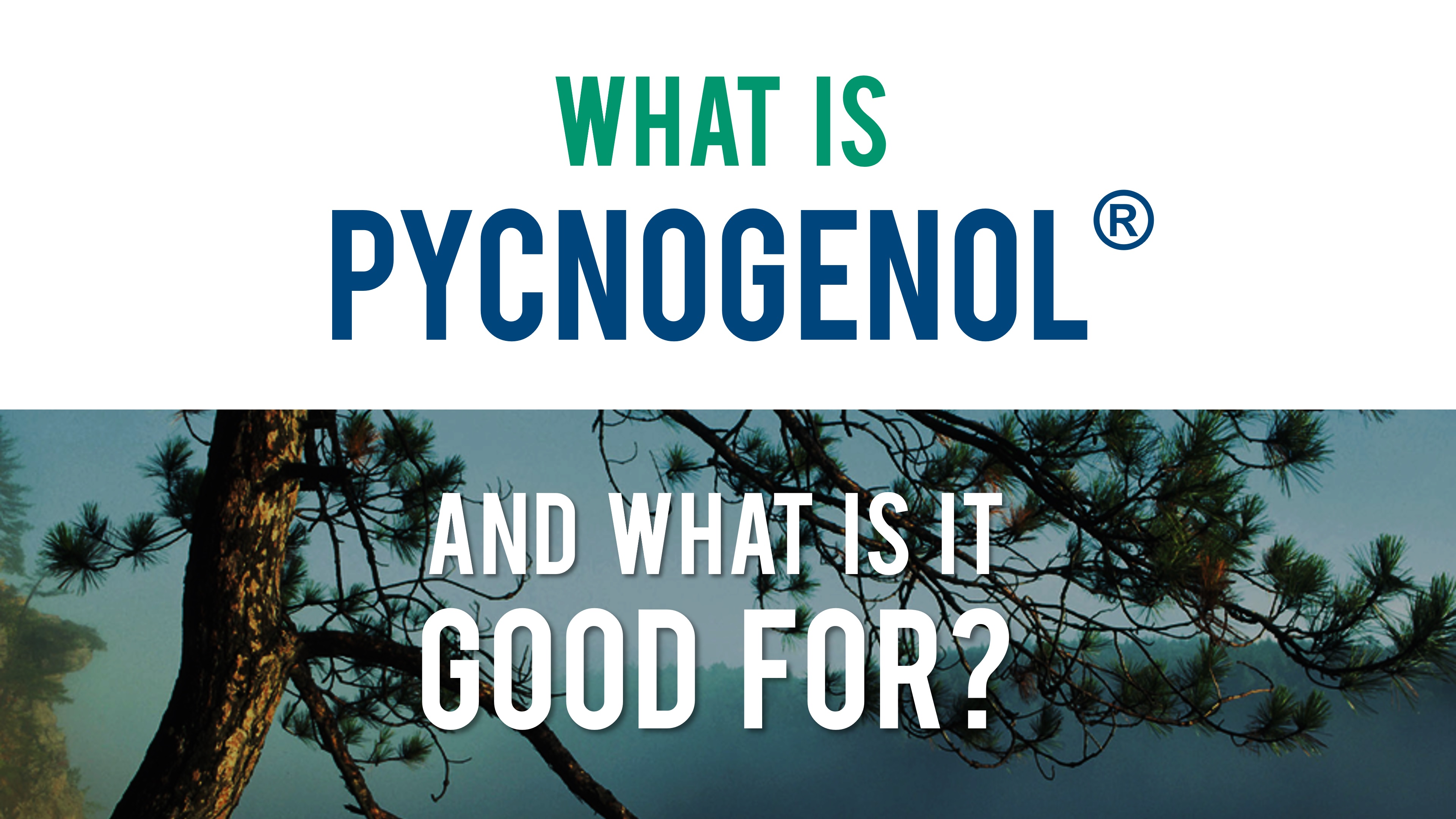 What is Pycnogenol® ? ...and what is it good for?